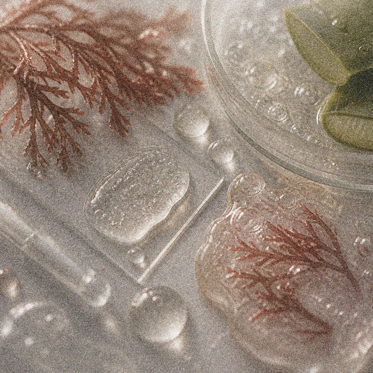 NEVARI Rhodophyceae Recovery grainy scientific ingredient editorial image