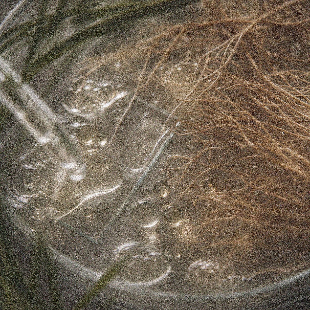 NEVARI Vetiver Betaine Wash grainy scientific ingredient editorial image